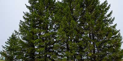 The Branch Office Tree Service - Lake Forest - Emergency Tree Services