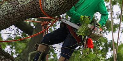 The Branch Office Tree Service - Lake Forest - Emergency Tree Services
