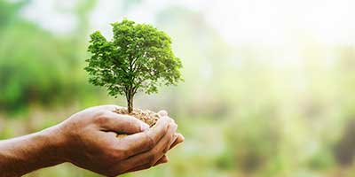 The Branch Office Tree Service - Lake Forest - Emergency Tree Services