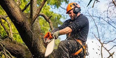 The Branch Office Tree Service - Lake Forest - Emergency Tree Services