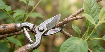 The Branch Office Tree Service - Lake Forest - Emergency Tree Services