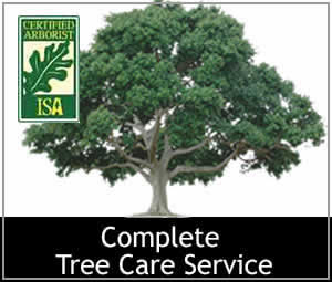 The Branch Office Tree Service - Lake Forest - Emergency Tree Services